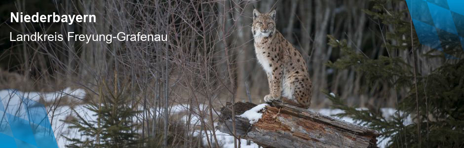 Das Foto zeigt einen Luchs im Landkreis Freyung-Grafenau.